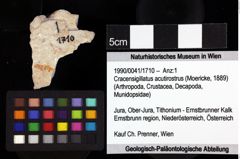 Foto (Objket + Etiketten) von Mecochirus sp. 